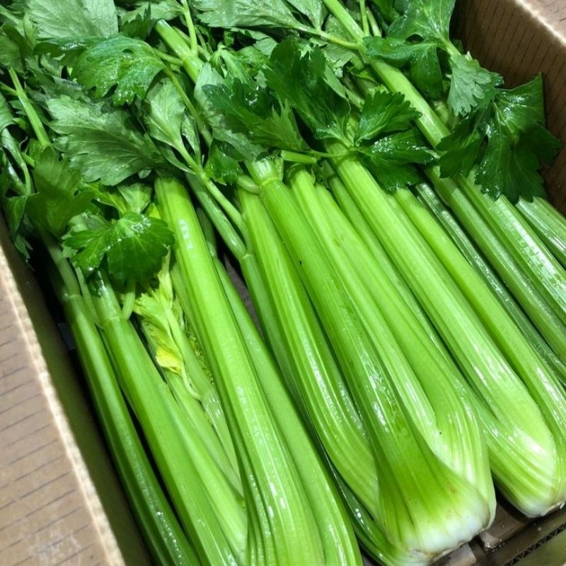 

Celery Stick ( Per pack isi 1 )