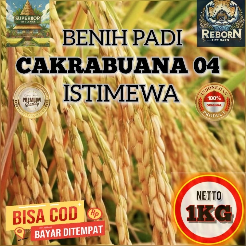 Benih Padi CAKRABUANA 04 Bibit Padi Super Unggul Berkualitas (1kg)