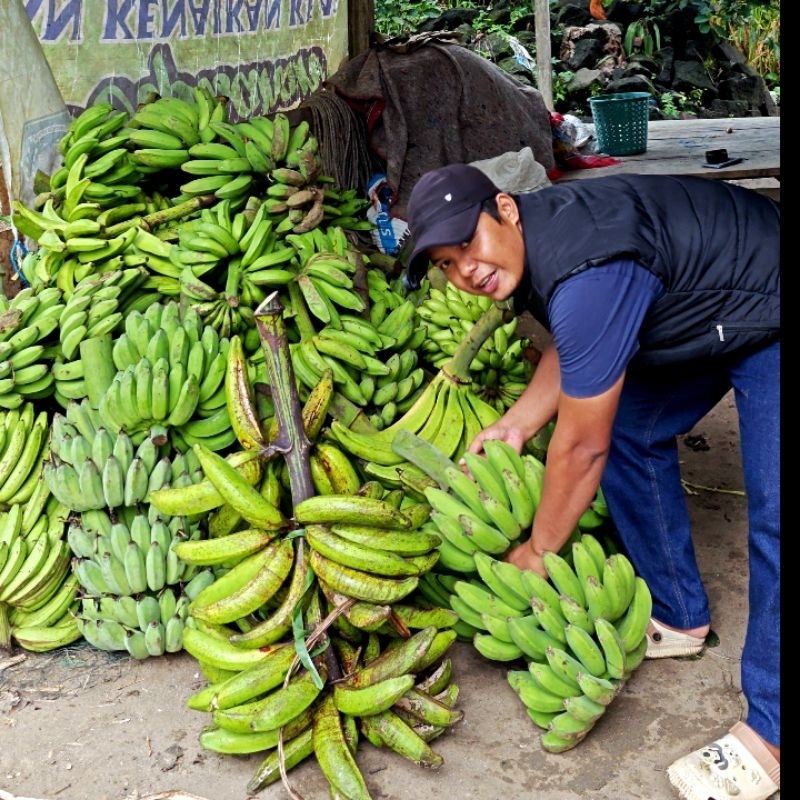 

Pisang RAJA BULU SUPER Fresh - Hasil Bumi Cianjur