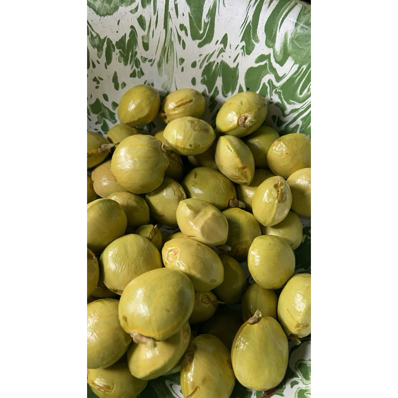 

jengkol
