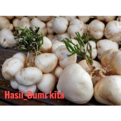 

Bengkoang / bengkuang fres 2 kg dari kebun
