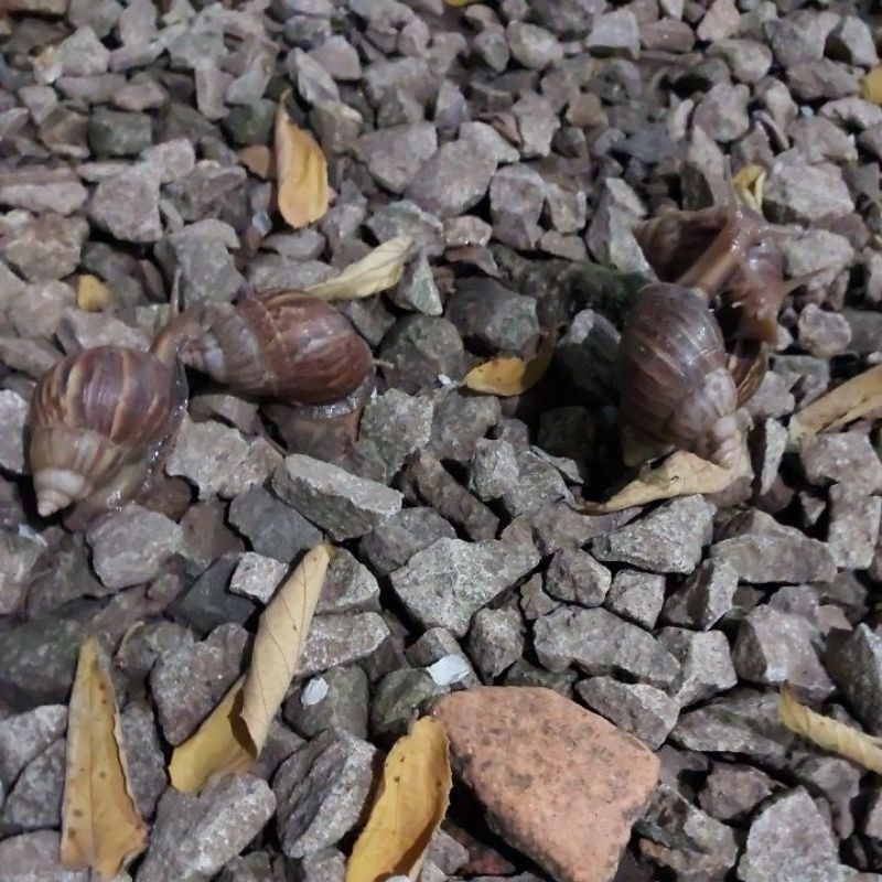 Bekicot Hidup 1 Kg Hanya 10rb Bekicot Segar