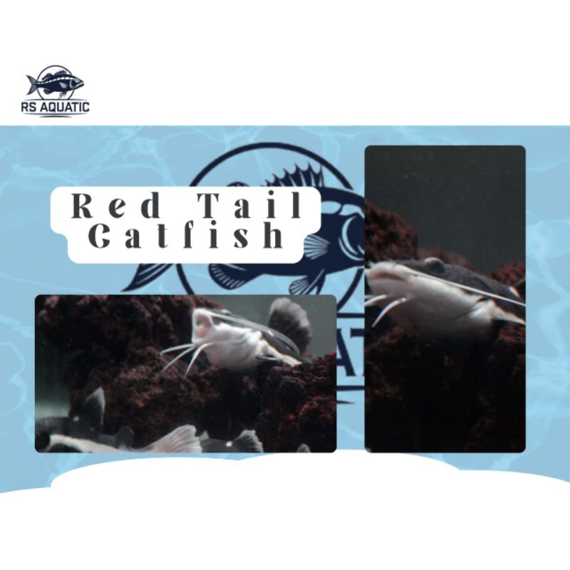 ikan red tail catfish / RTC 12-15cm(KHUSUS INSTAN)