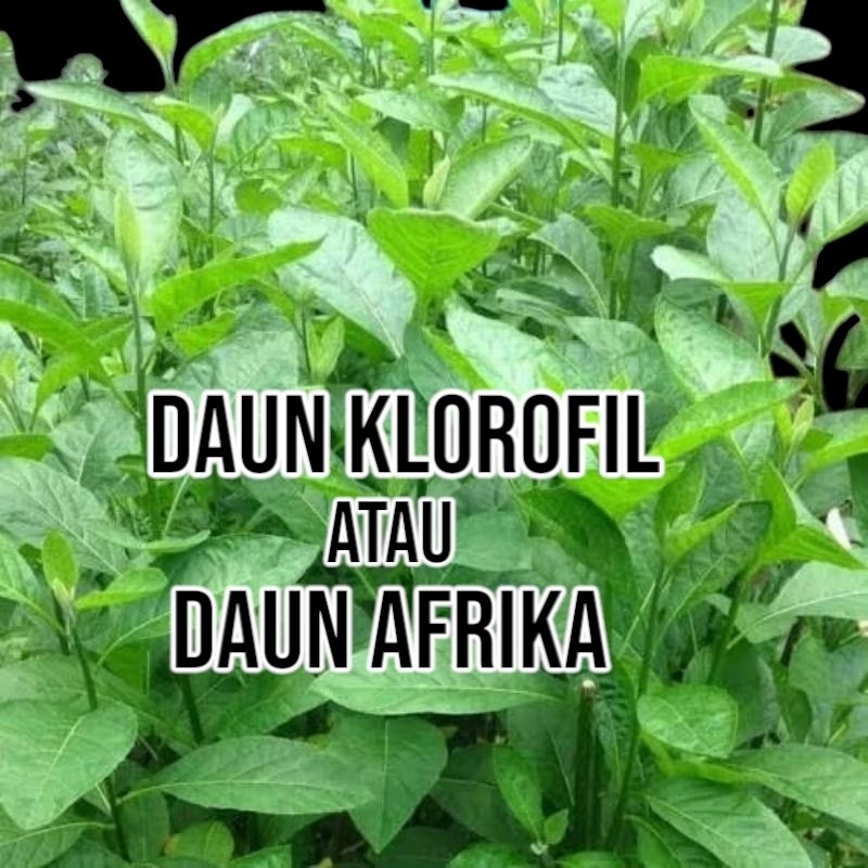 daun klorofil atau daun afrika herbal nusantara