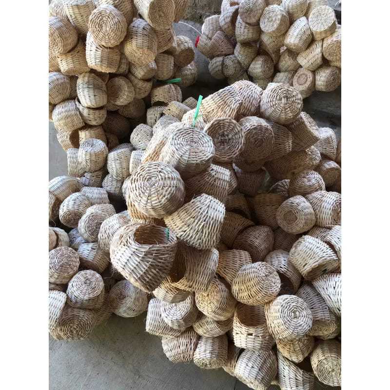 sarang burung rotan/Gowok