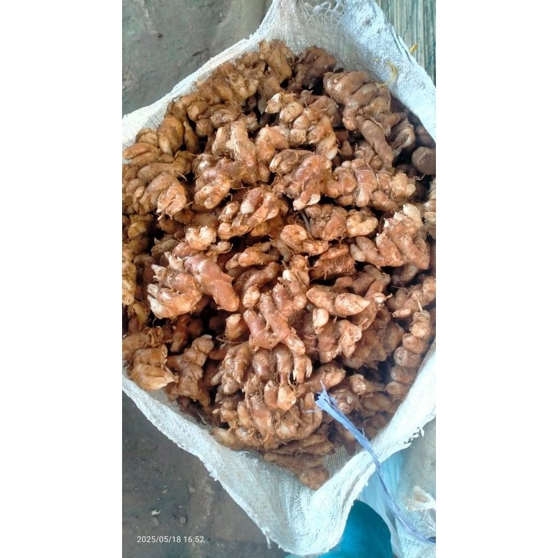 

Kencur 1kg murah