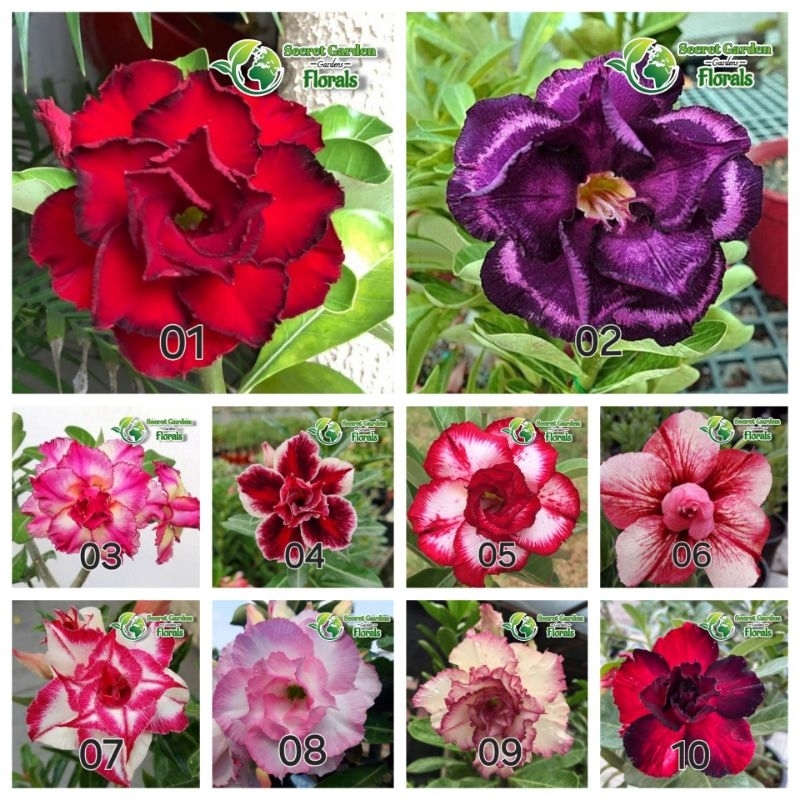 10 Jenis Bunga Adenium Obesum Kamboja Jepang Bunga Tumpuk Berbagai Varian Jenis