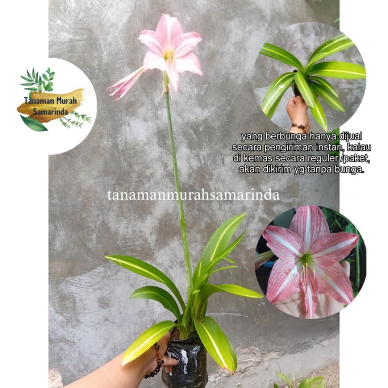 TMS~ Bunga Amarilis bunga bakung bunga bakungan tanaman