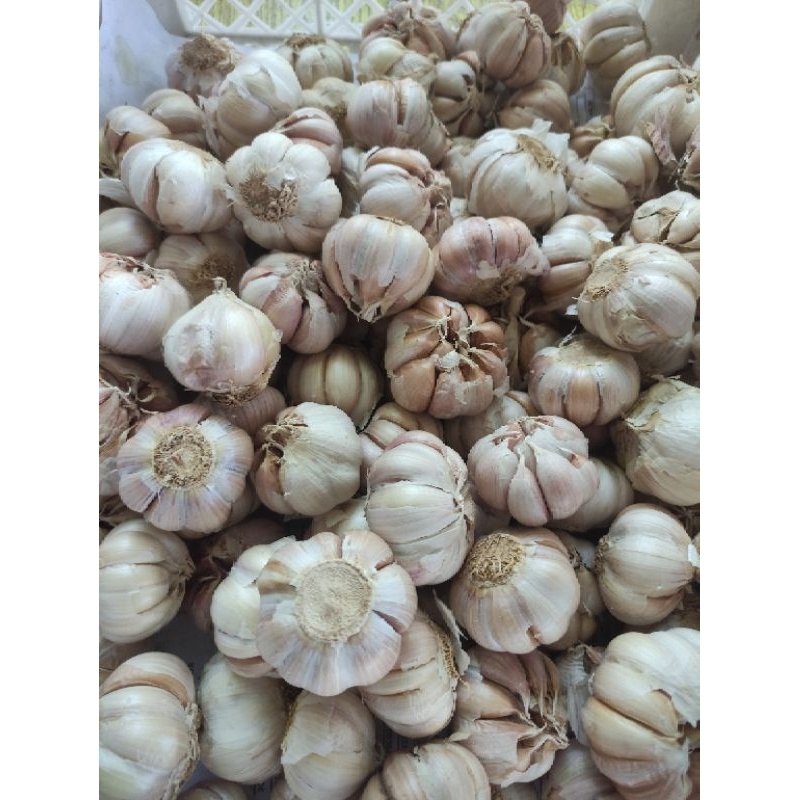 

Bawang putih 1 kg