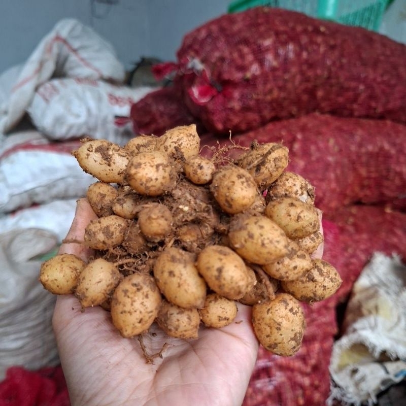 KUNYIT PUTIH ANGGUR 1KG / Temu Putih Anggur