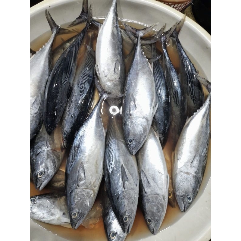 

Jual Ikan Tongkol Segar Dan Frozen || Hasil Tangkapan Nelayan
