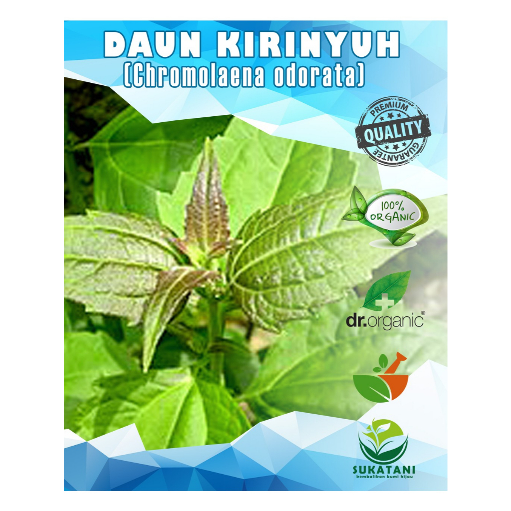 

Dr. Organic Daun Kirinyyuh MENURUNKAN GULA DIABETES