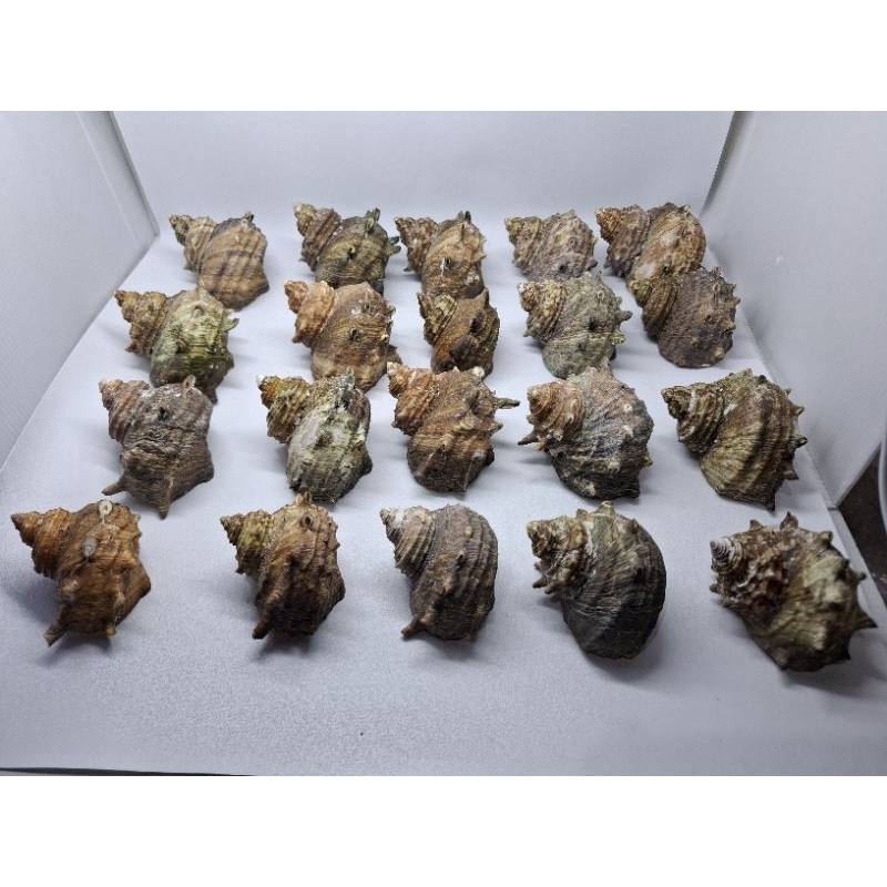 Cangkang Rumah Kelomang Turbo Sazae Cornutus