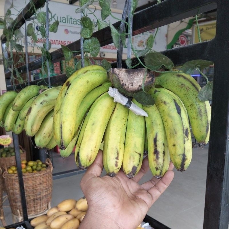 

Pisang Barangan 1sisir Fresh