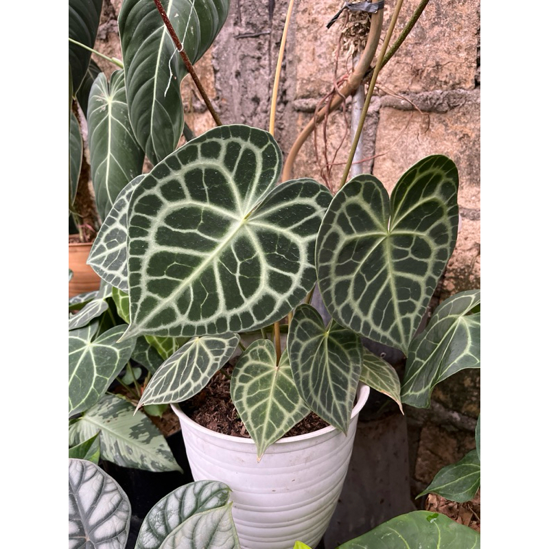 anthurium Clarinervium | Kuping gajah Clarinervium