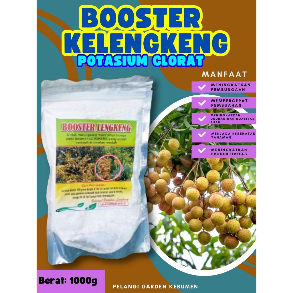 UNGGULAN  Boster Kelengkeng Siap Berbuah, Boster Kelengkeng Stek, Boster Kelengkeng Terbaik