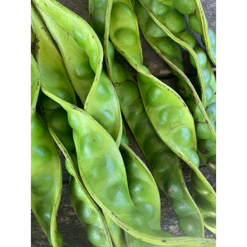 

Pete, petai kampung 10 papan