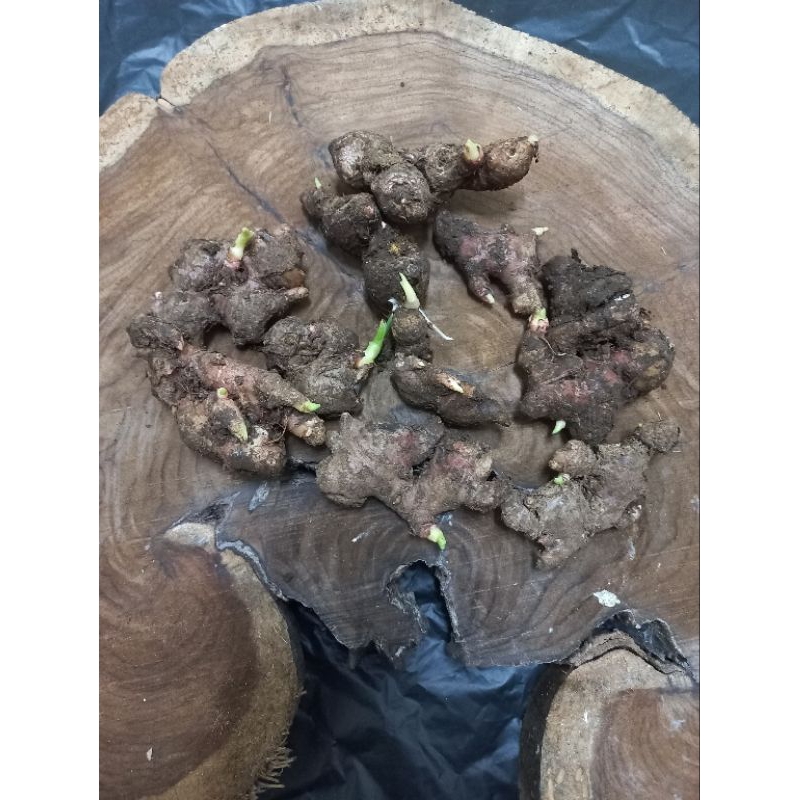 

bibit jahe merah 1kg