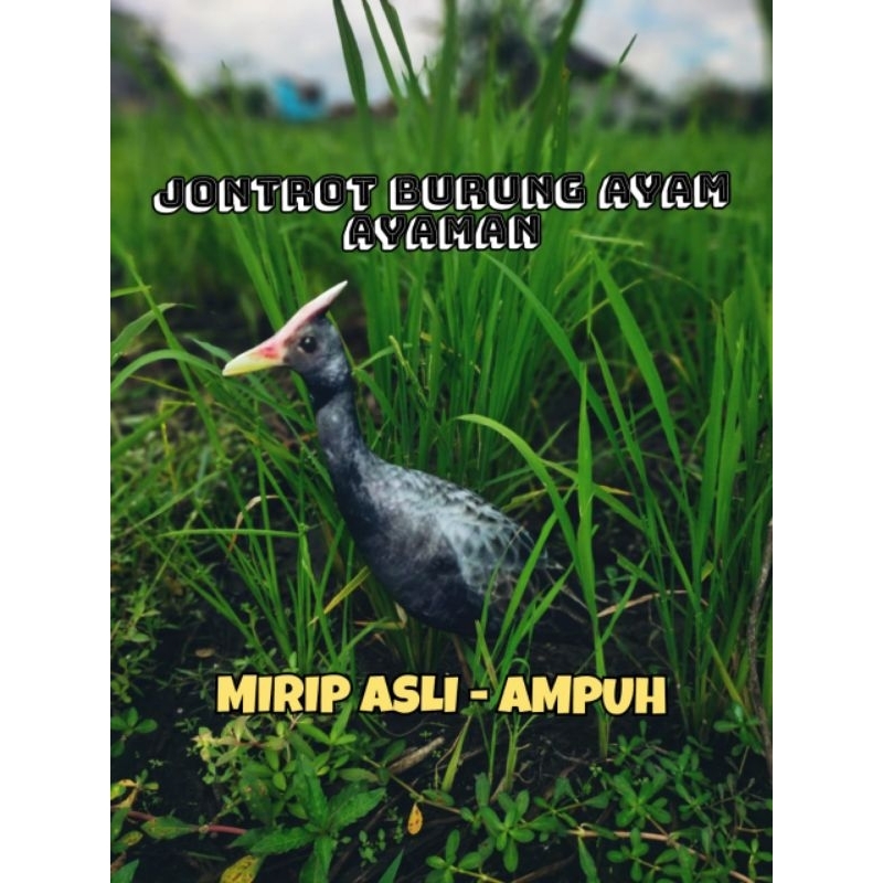 PATUNG JONTROT BURUNG AYAM AYAMAN - JONTROT BURUNG AYAM AYAMAN