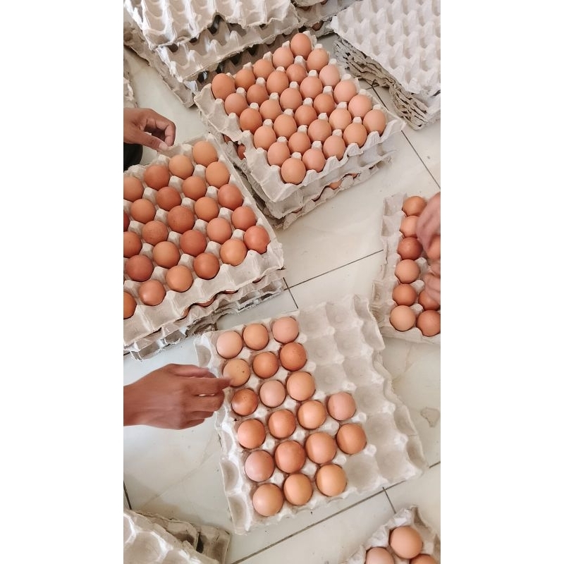 

Telur Ayam Negeri KG