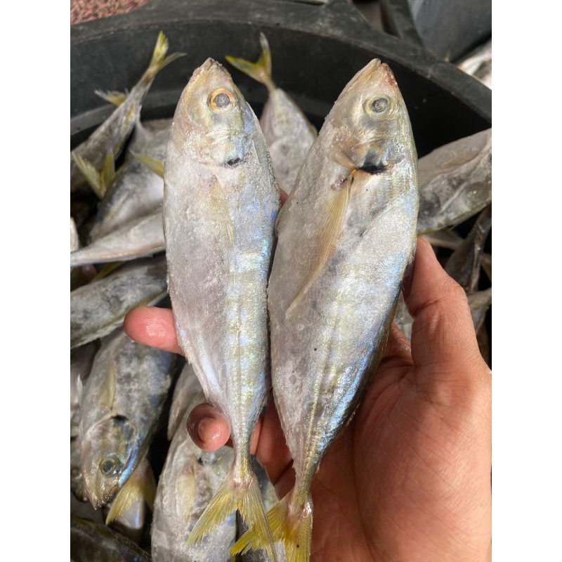 

ikan selar