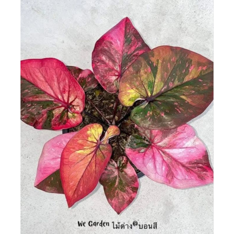 CAladium H-51 anakanFOTO ADALAH PEMANIS