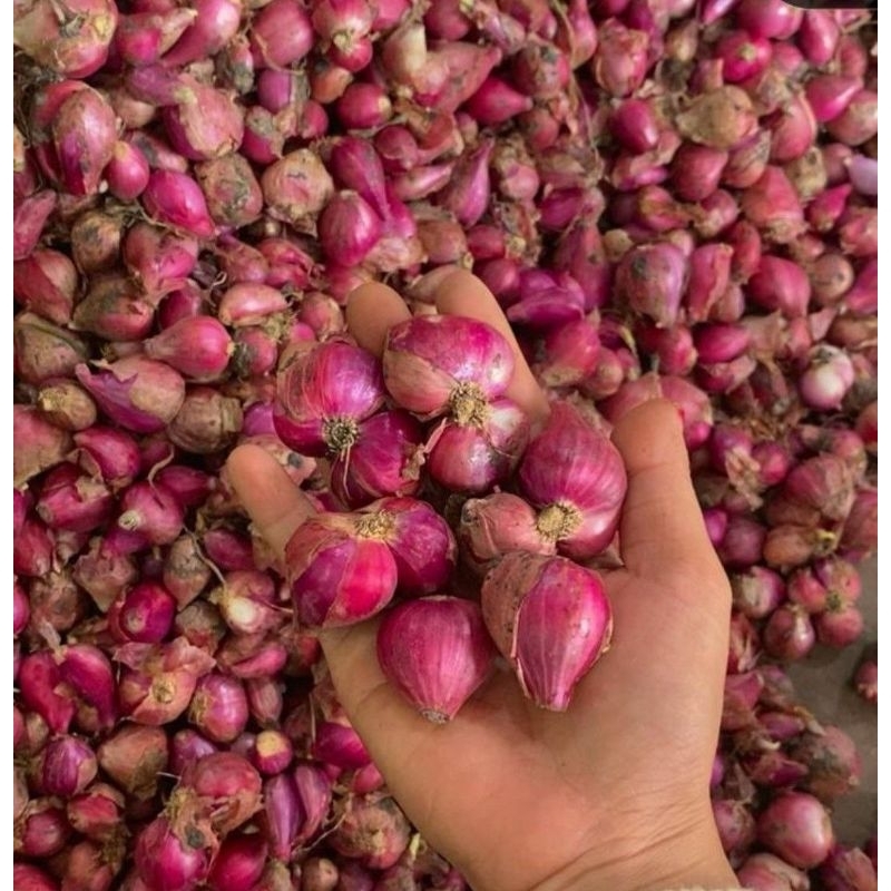 

Bawang Merah Lokal 500gr / Bamer Tanggung Besar Rata Kering