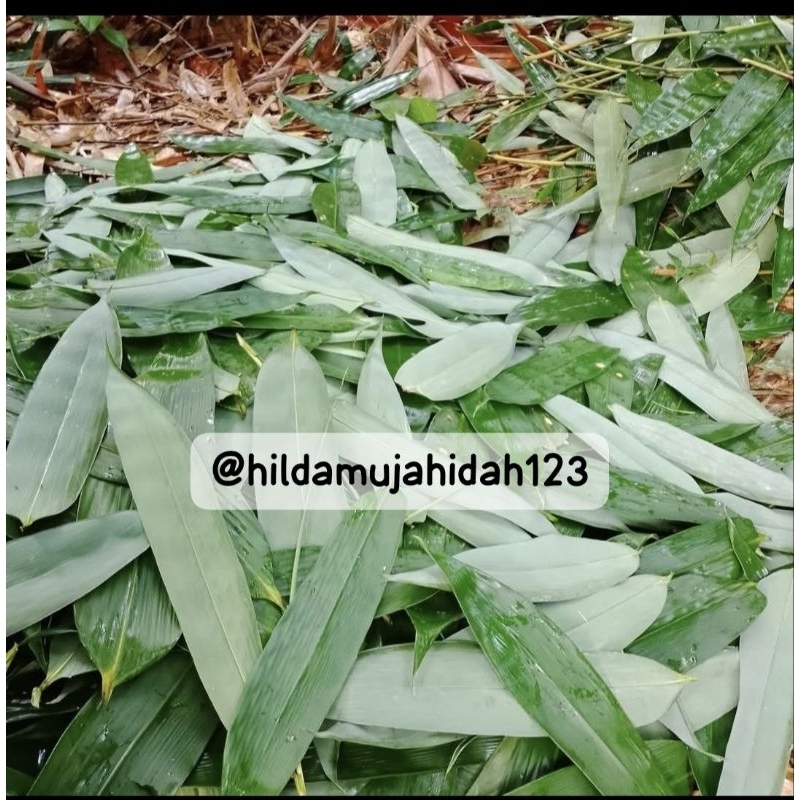 

DAUN BACANG/ Daun Bambu jumbo 100 pcs 10 cm -11 cm