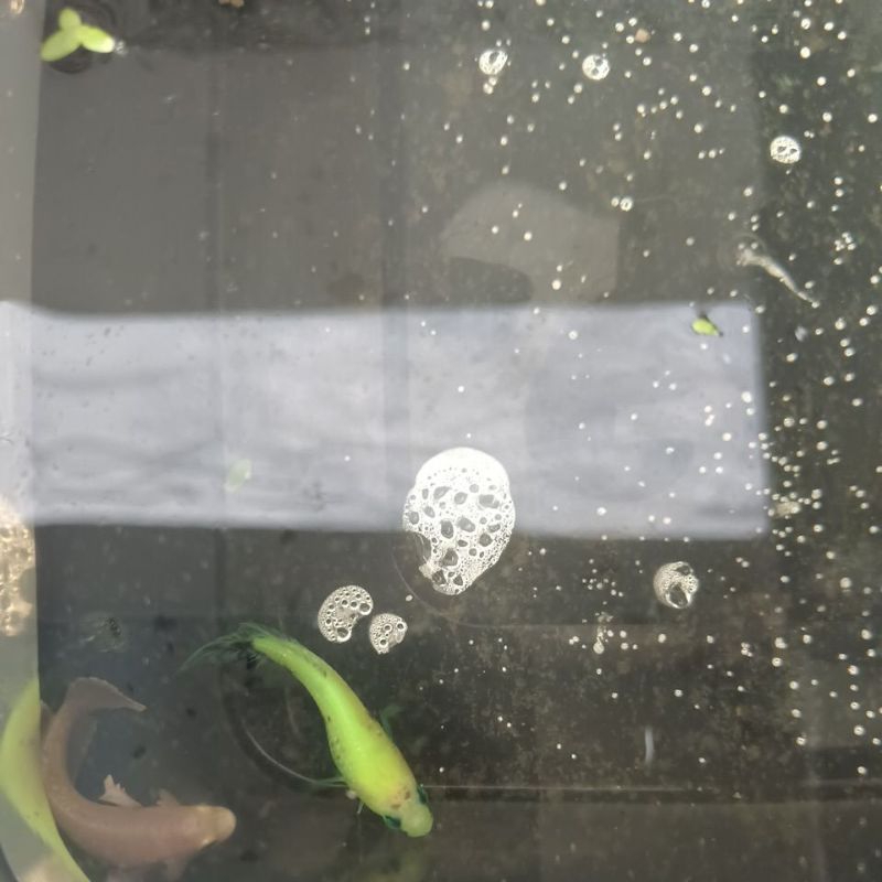 Betta glowfish size S male