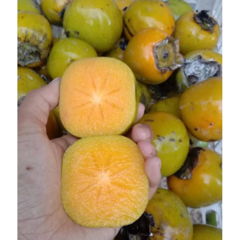 

kesemek 1kg