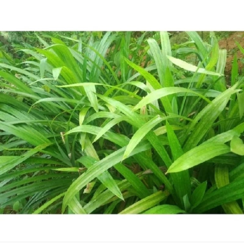 

daun pandan wangi asli masakan/minuman (15 lembar dengan bonus)