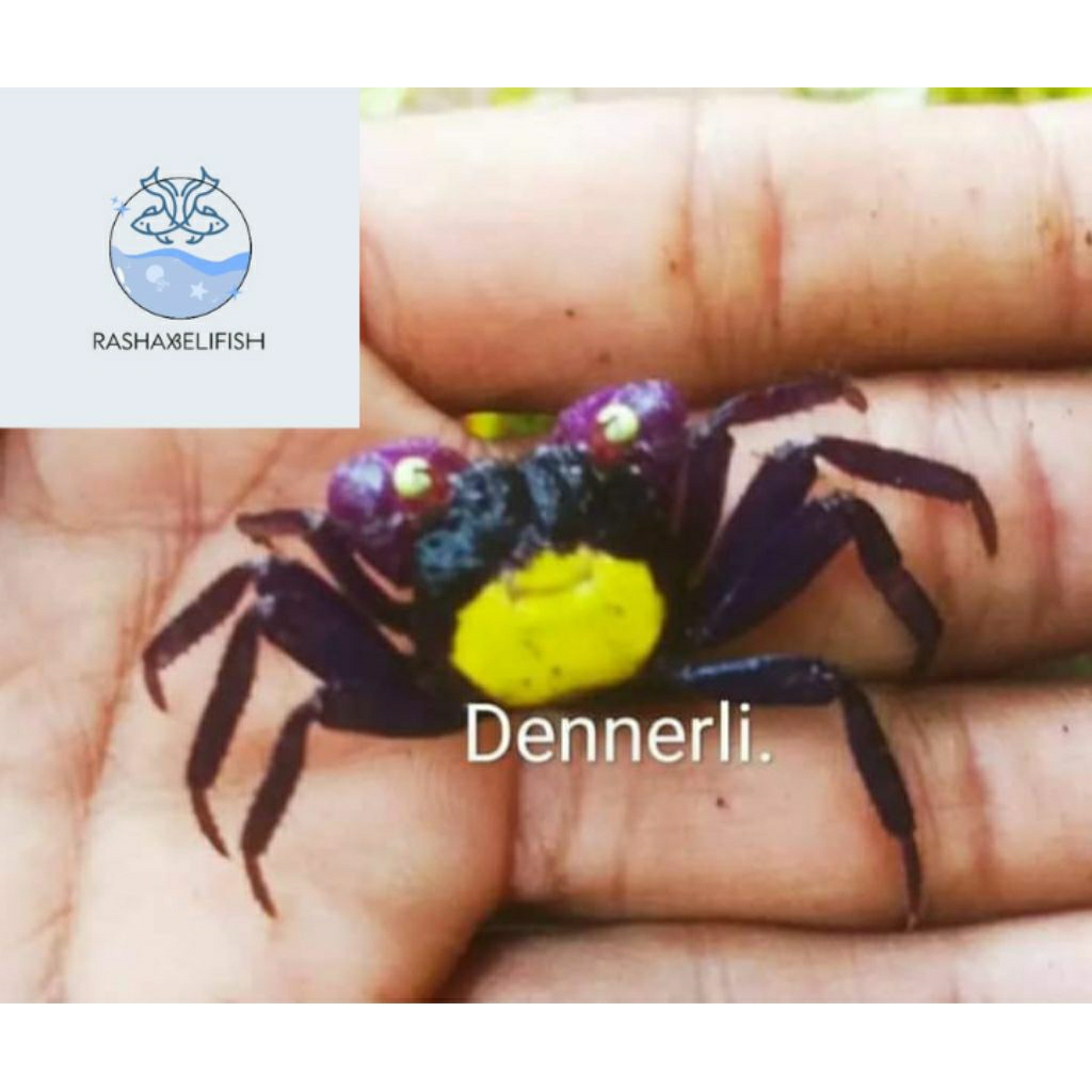 

crab dennerli/kepiting hias dennerli
