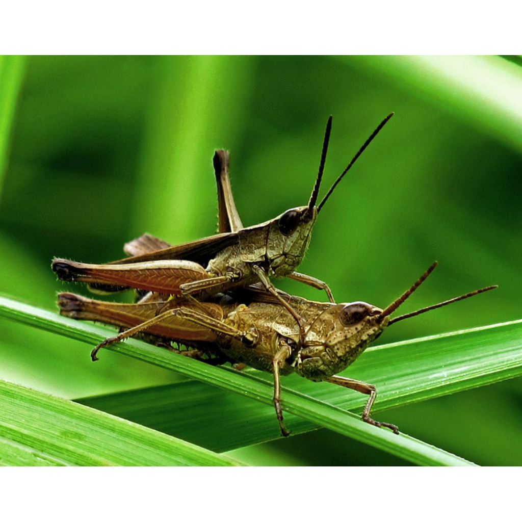 belalang coklat hidup10 ekor