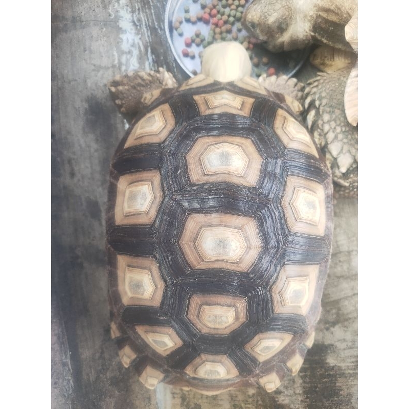 sulcata 25,5cm