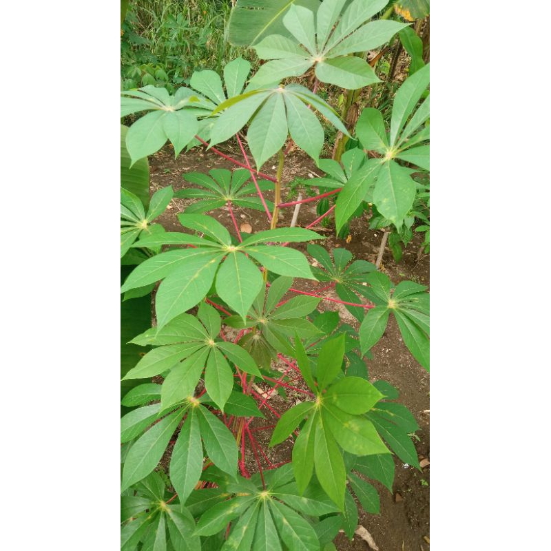 

DaunSingkong/Segar/Herbal200g