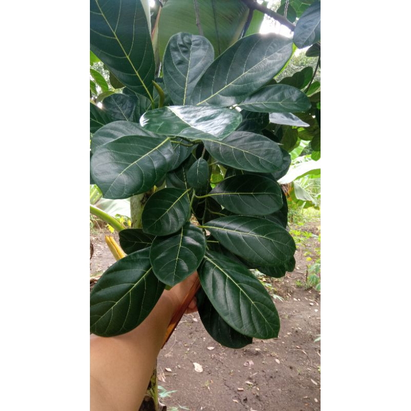 

DaunNangka segar/Herbal200gram