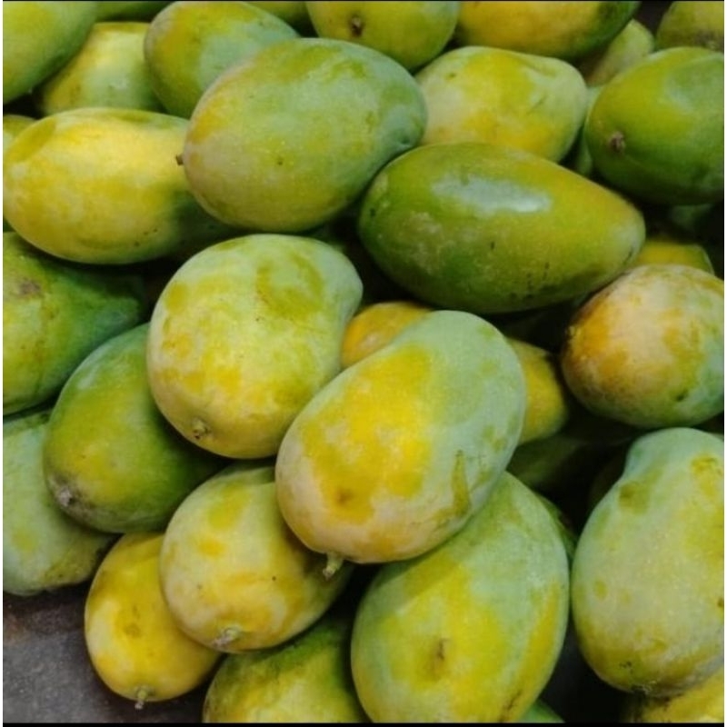 

buah mangga harum manis 1 kg