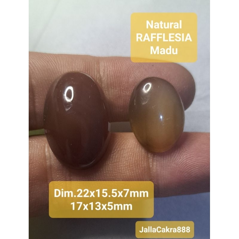 Natural RAFFLESIA MADU Pmikat Stone AURA BOOSTER Crystal Healing Batu Alam Cempaka Madu Chalcedony B