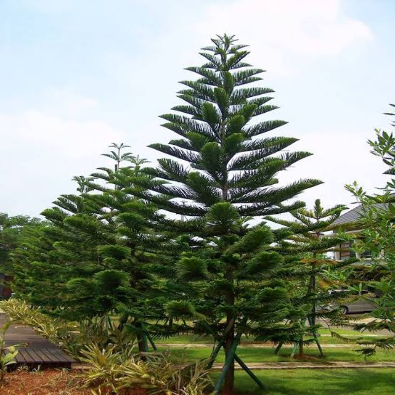 Tanman Bibit Cemara Pentris / Pohon Cemara Pentris