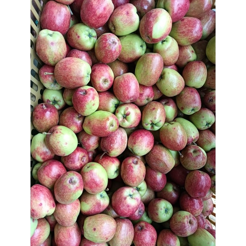 

apel ana campur 1kg/apel fresh malang