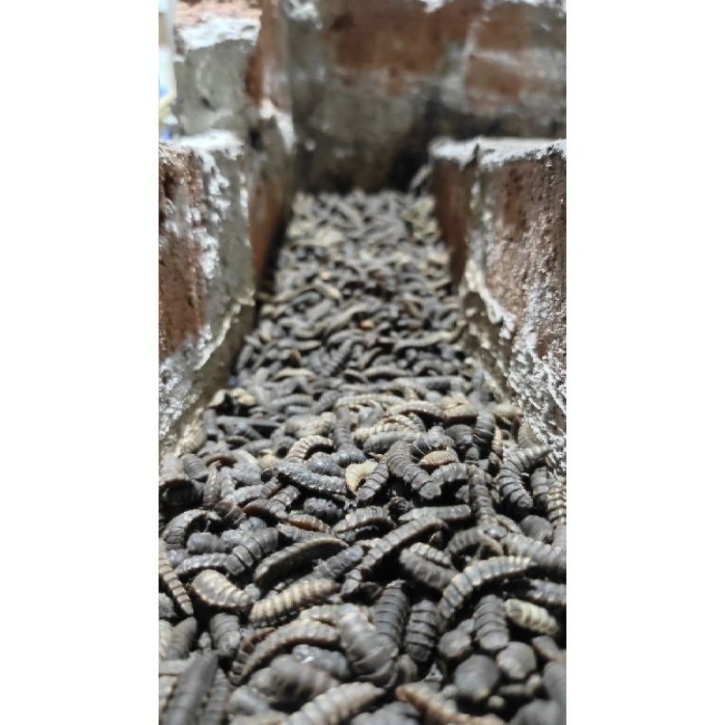 PREPUPA INDUKAN MAGGOT BSF 500 gram