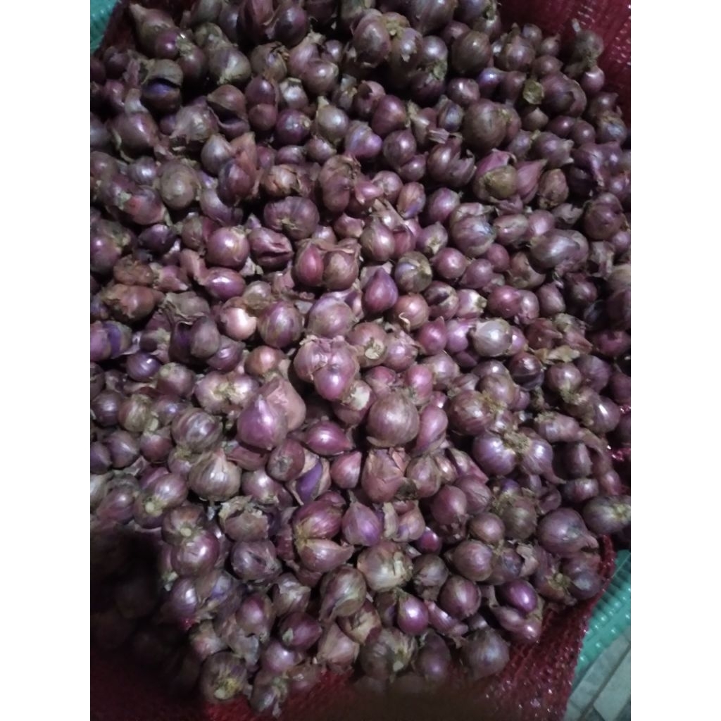 

Bawang Merah kualitas super