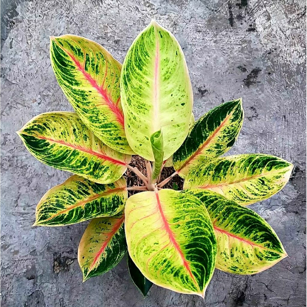 Aglonema Big Mama Besar