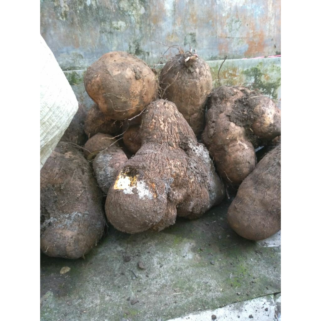 

umbi uwi Dioscorea alata