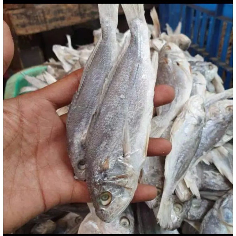 

ikan asin kepla batu dari medan 250 gram