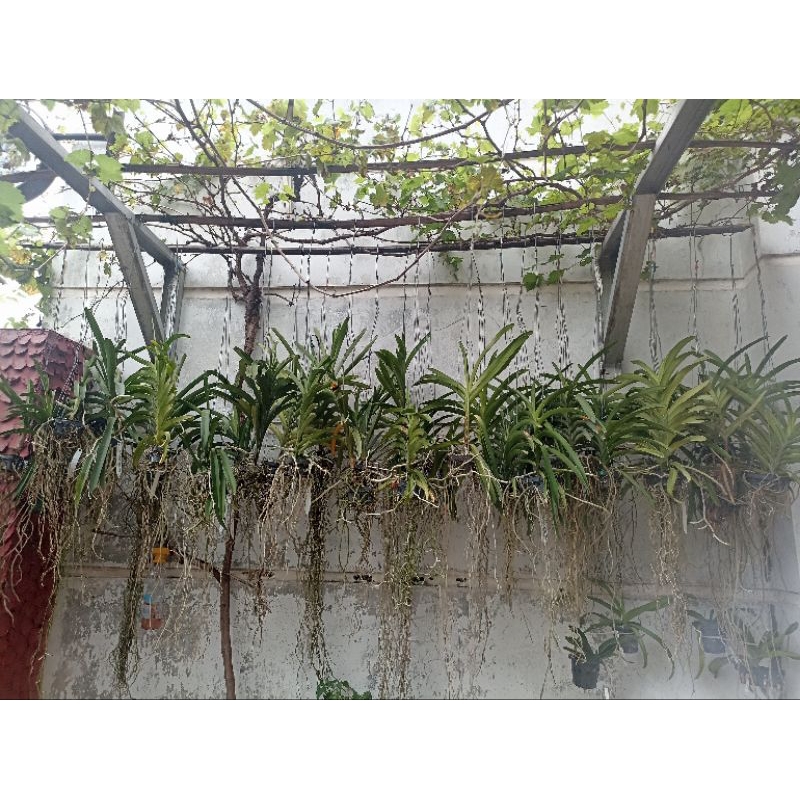 anggrek vanda dewasa, paska bunga