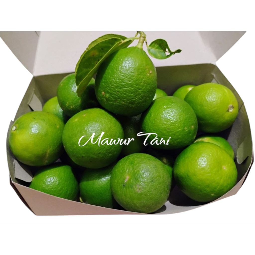 

Jeruk Nipis 1kg fresh