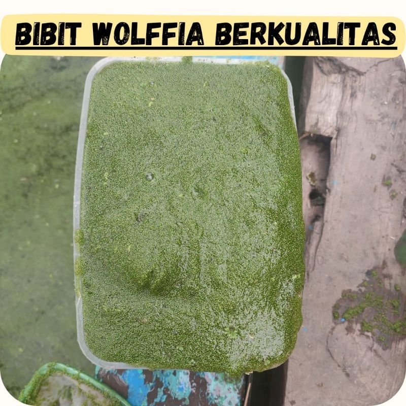 Wolffia bibit kualitas super 1 Kg  pakan ternak ikan hias / benih wolffia bergaransi