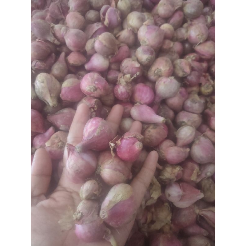

Bawang Merah Size Campur kecil tanggung jumbo