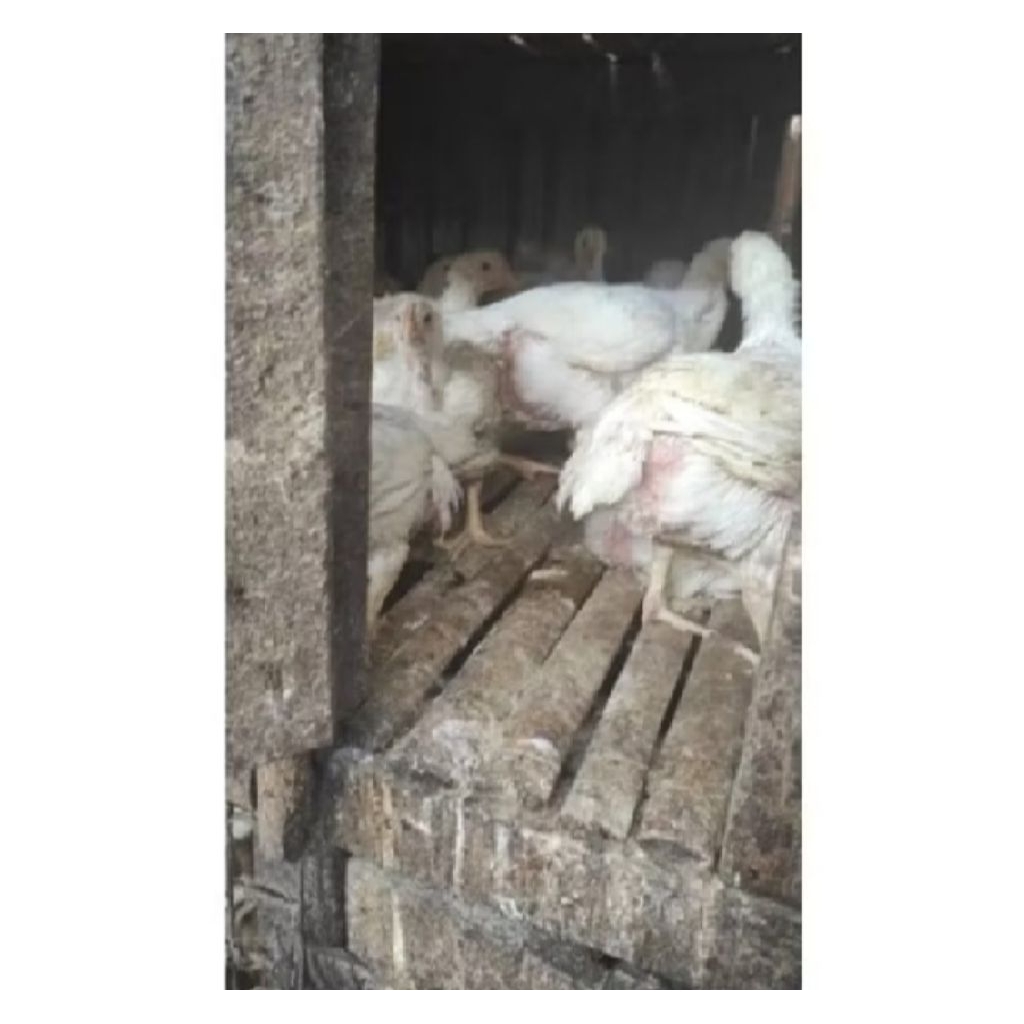 

ayam boiler hidup 1 kg